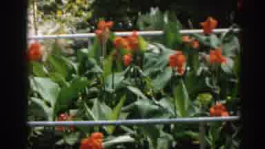 New Jersey USA (1963): Panning Video Of Beautiful Orange Flowers In A Garden Old