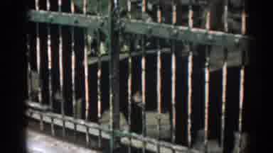 New Jersey USA (1963): Humans Watch Sad Bears Caged In A Zoo