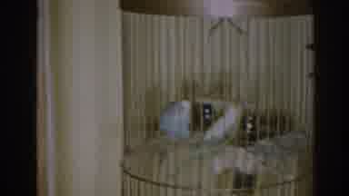 New Jersey USA (1963): A Pair Of Parakeets Sitting In Tall Tan Wire Cage