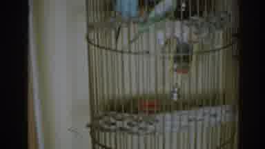 New Jersey USA (1963): Pet Birds In A Big Cage