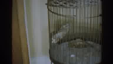 New Jersey USA (1963): View Of Empty Tan Wire Bird Cage And Brown Wooden Door