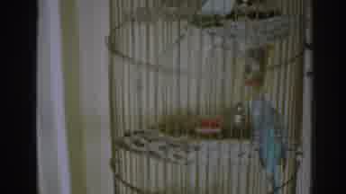 New Jersey USA (1963): A Pair Of Parakeets Sit In Tall Brown Wire Cage