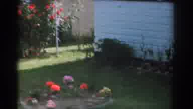 New Jersey USA (1963): Various Plants And Flowers From A Garden Belonging To A
