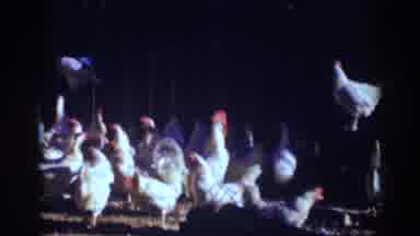 Auburn California (1939): Old Film Showing Chickens Gathered In A Chicken Coop