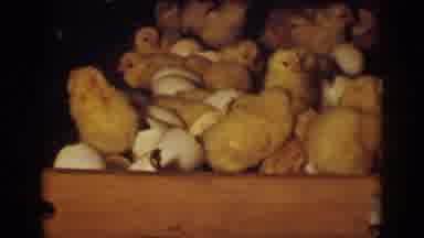 Auburn California (1939): An Open Crate Filled With Eggs And Yellow Chicks