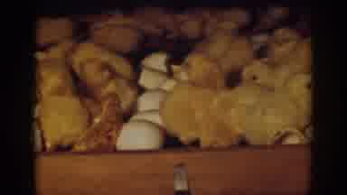 Auburn California (1939): Adorable Cute Chicks Just Hatched From Eggs In Wooden