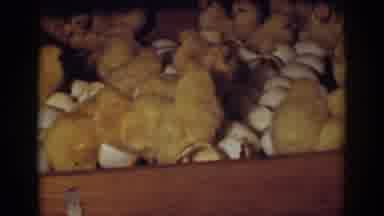 Auburn California (1939): View Of Yellow Baby Chicks Hatching In An Wooden