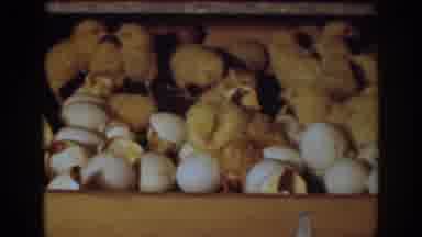Auburn California (1939): Chick Hatchlings And Eggs In Coop