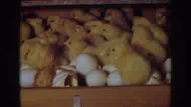 Auburn California (1939): Yellow Cute Chicks Walking On Unhatched Eggs