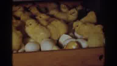 Auburn California (1939): Mass Of Yellow Baby Chicks Hatching From Eggs In