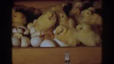 Auburn California (1939): Recently Hatched Chicks And Eggs In Incubator