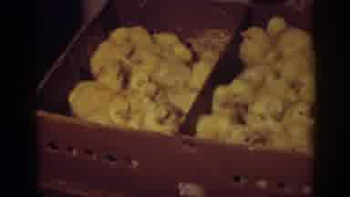Auburn California (1939): Dozens Of Newborn Baby Chicks In Staying Warm In A