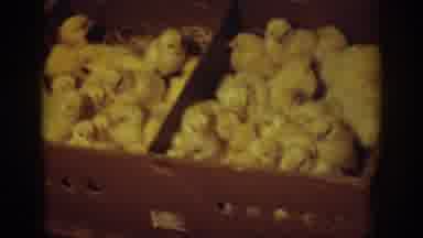 Auburn California (1939): Beautiful Fluffy Chicks Piled Up In A Cardboard Box