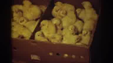 Auburn California (1939): Several Chicks In A Box