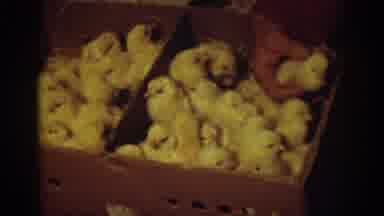 Auburn California (1939): A Baby Chick Is Selected From A Group Of Yellow Baby