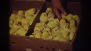 AUBURN CALIFORNIA-1939: Hundreds Of Chicks In Box And Woman Tending Fireplace