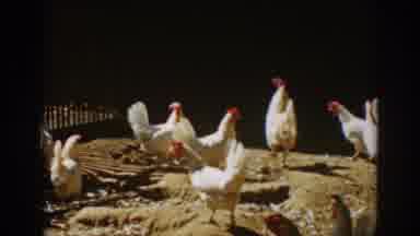 Auburn California (1939): Several Chickens Walking Around On Dirt Outside In An
