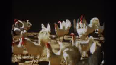 Auburn California (1939): The Average Flock