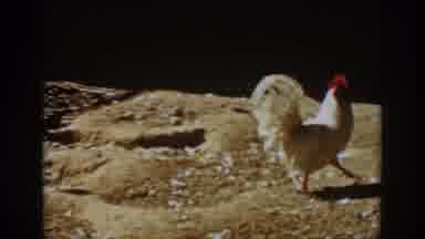 Auburn California (1939): White Rooster Walking Around