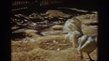 Auburn California (1939): Single Chicken And Group Of Chickens Walking On Dirt On