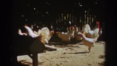 Auburn California (1939): Chickens Roaming In A Sunny Open Cage With Some Feeding