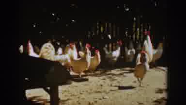 Auburn California (1939): Vintage Footage Of Farmer Feeding Various Flocks Of