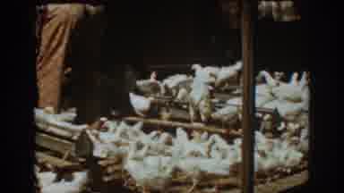 Auburn California (1939): Lots Of White Chickens Running Around Someone Putting