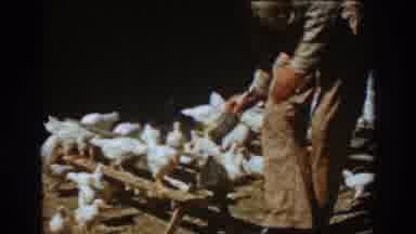 Auburn California (1939): Person Wearing Brown Pants Feeds Large Flock Of White