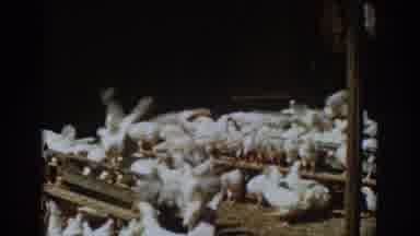 Auburn California (1939): White Chickens In A Farm Eating During The Day