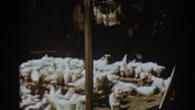 Auburn California (1939): Chickens Crammed In A Coop Eating Their Meal And