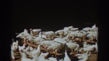 Auburn California (1939): Man Feeds Chickens
