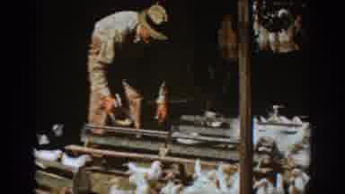 Auburn California (1939): An Old Farmer Feeds His Chickens