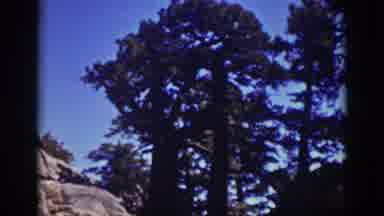Lake Tahoe California (1939): Vintage Clip Of A Tree