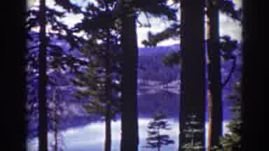 Lake Tahoe California (1939): Strong Streaky Trees In Front Of A Tall Mountain