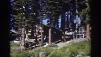 Lake Tahoe California (1939): Well Wooded Forest A Good Place For Wild Animals To