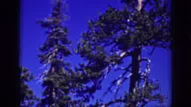 Lake Tahoe California (1939): Tall Trees In The Forest Green Leaves And Blue Sky