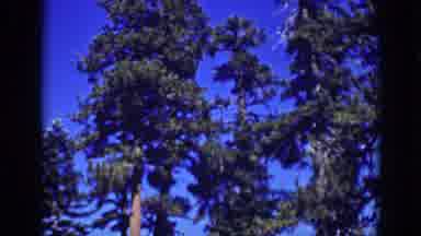 Lake Tahoe California (1939): View Of Pine Trees From The Ground Up