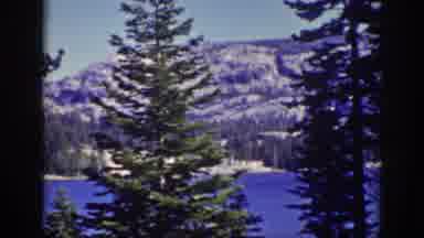 Lake Tahoe California (1939): Pine Tree In Front Of A Lake With Mountains And Snow