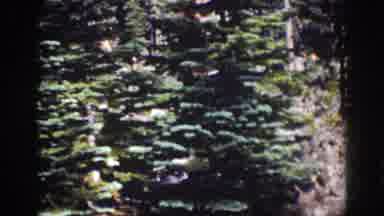 Lake Tahoe California (1939): Majestic Sunny Mountain Peak And A Forest Of