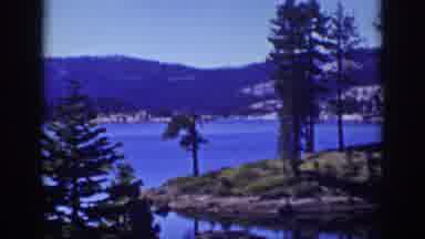 Lake Tahoe California (1939): Different Types Of Trees And A Patch Of Land Close
