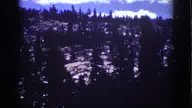 Lake Tahoe California (1939): Pine Trees And More Pine Trees In The Forest