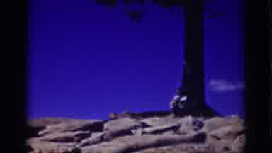 Lake Tahoe California (1939): Someone Having A Meditation Moment Under A Tree And