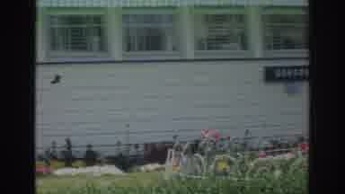 Norfolk Virginia (1966): The Side Of The House With Beautiful Colorful Flowers
