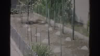 Norfolk Virginia (1966): A Home Garden Uses Poles To Help The Growth Of Plants