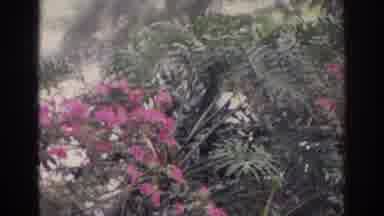 Norfolk Virginia (1966): Old Film Camera Records Store Front And Garden Including