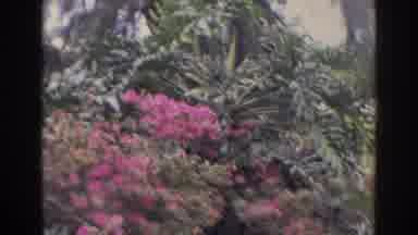 Norfolk Virginia (1966): Flowers In A Huge Garden With A Special Plaque