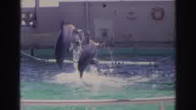 Norfolk Virginia (1966): Trained Dolphins Performing Tricks And Jumps In A Large