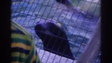 Norfolk Virginia (1966): Penguin And Seals Have A Good Time In The Zoo