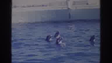 Norfolk Virginia (1966): A Zookeeper Feeding A Group Of Dolphins