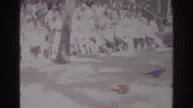 Norfolk Virginia (1966): Exotic Bird Trainer Putting On A Show